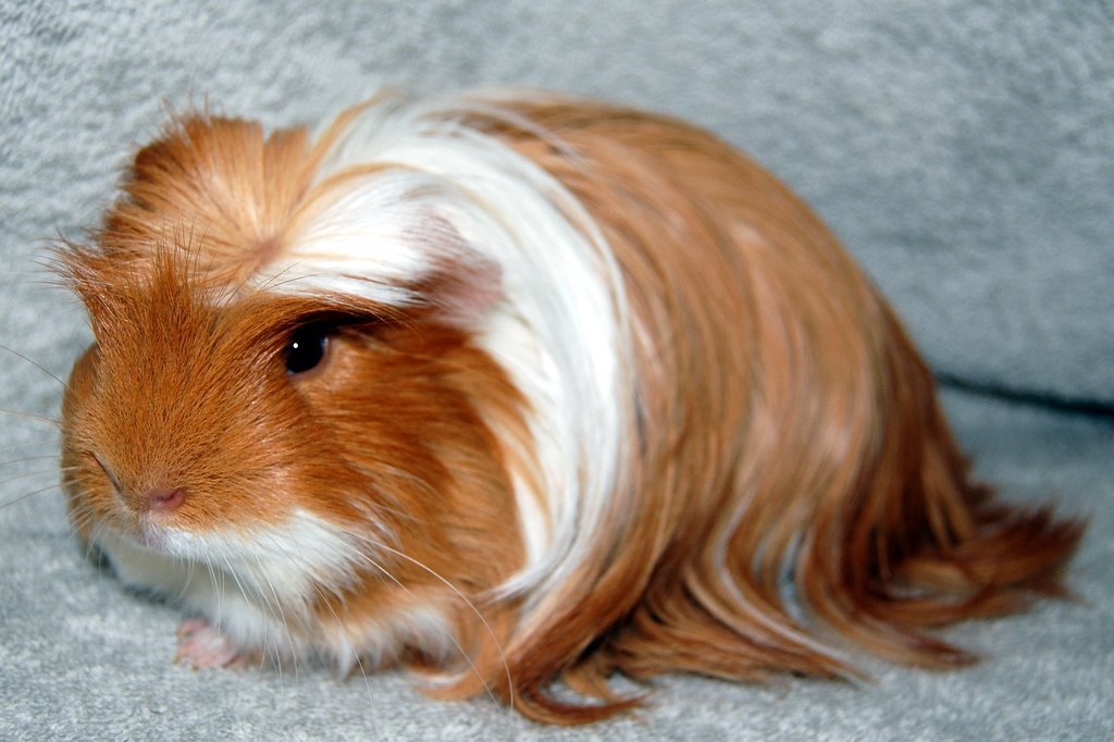 Peruvian long-haired guinea pig in Houston, TX (Sugar Land)