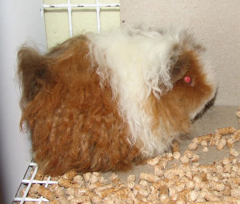 Texel long-haired guinea pig in Houston, TX (Cypress)